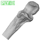 Pav1-51 Homo sapiens ulna right proximal ply