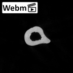 Pav1-52 Homo sapiens radius left ct stack movie