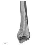 Pav1-53 Homo sapiens radius right distal medial