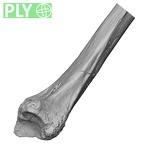 Pav1-53 Homo sapiens radius right distal ply