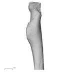 Pav1-53 Homo sapiens radius right proximal anterior