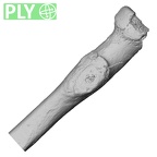 Pav1-53 Homo sapiens radius right proximal ply