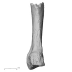 Pav1-54 Homo sapiens metacarpal third left palmar
