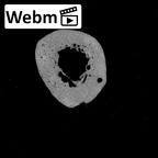 Pav1-54 Homo sapiens metacarpal third left ct stack movie
