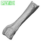 Pav1-54 Homo sapiens metacarpal third left ply