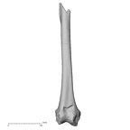 Pav1-55 Homo sapiens femur right anterior
