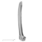 Pav1-55 Homo sapiens femur right medial