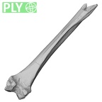 Pav1-55 Homo sapiens femur right ply