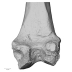 Pav1-55 Homo sapiens femur right distal posterior