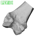 Pav1-55 Homo sapiens femur right distal ply