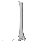 Pav1-56 Homo sapiens femur left anterior