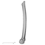 Pav1-56 Homo sapiens femur left medial