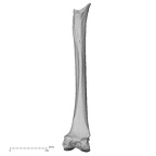 Pav1-56 Homo sapiens femur left posterior