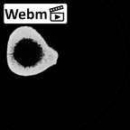 Pav1-56 Homo sapiens femur left ct stack movie