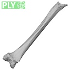 Pav1-56 Homo sapiens femur left ply