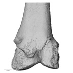 Pav1-56 Homo sapiens femur left distal anterior
