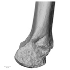 Pav1-56 Homo sapiens femur left distal medial