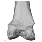 Pav1-56 H. sapiens femur left distal