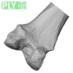 Pav1-56 Homo sapiens femur left distal ply