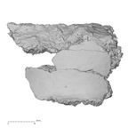 Pav1-57 Homo sapiens tibia right view 1