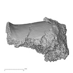 Pav1-57 Homo sapiens tibia right view 2