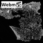 Pav1-57 Homo sapiens tibia right ct stack movie