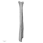 Pav1-59 Homo sapiens fibula left posterior