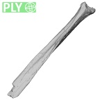 Pav1-59 Homo sapiens fibula left ply