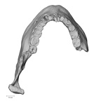 Pav1-5 H. sapiens mandible