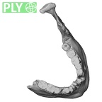 Pav1-5 Homo sapiens mandible ply