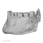 Pav1-5 Homo sapiens mandible dentition lateral