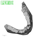 Pav1-5 Homo sapiens mandible dentition ply