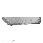 Pav1-60 Homo sapiens sternum view 1