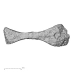 Pav1-60 Homo sapiens sternum view 3