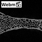Pav1-60 Homo sapiens sternum ct stack movie