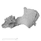 Pav1-unnA H. sapiens maxilla palate