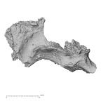 Pav1-unnA Homo sapiens maxilla view 2