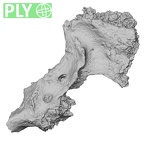 Pav1-unnA Homo sapiens maxilla ply