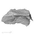 Pav1-unnB Homo sapiens cranium view 2