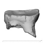 Pav10-1 Homo sapiens LRDM2 buccal