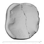 Pav10-1 Homo sapiens LRDM2 occlusal