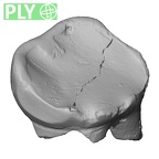 Pav10-1 Homo sapiens LRDM2 ply