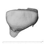 Pav11-1 Homo sapiens URDM1 buccal