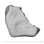 Pav11-1 H. sapiens URDM1