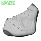 Pav11-1 Homo sapiens URDM1 ply