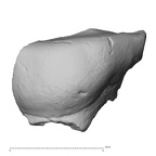 Pav11-1 Homo sapiens URDM1 lingual