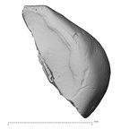 Pav11-1 Homo sapiens URDM1 occlusal