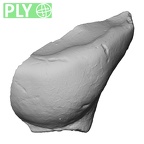 Pav11-1 Homo sapiens URDM1 ply