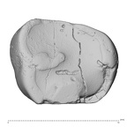 Pav12-1 H. sapiens URDM2