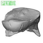 Pav12-1 Homo sapiens URDM2 ply